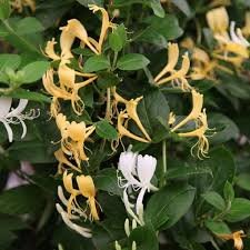 Japanese Honeysuckle